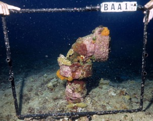 Coral, red sponge, bryozoa, and coralline algal growth on diffuser port BAA1 at Station W-3, Waiʻanae ocean outfall sampling stations, Oʻahu, Hawaiʻi